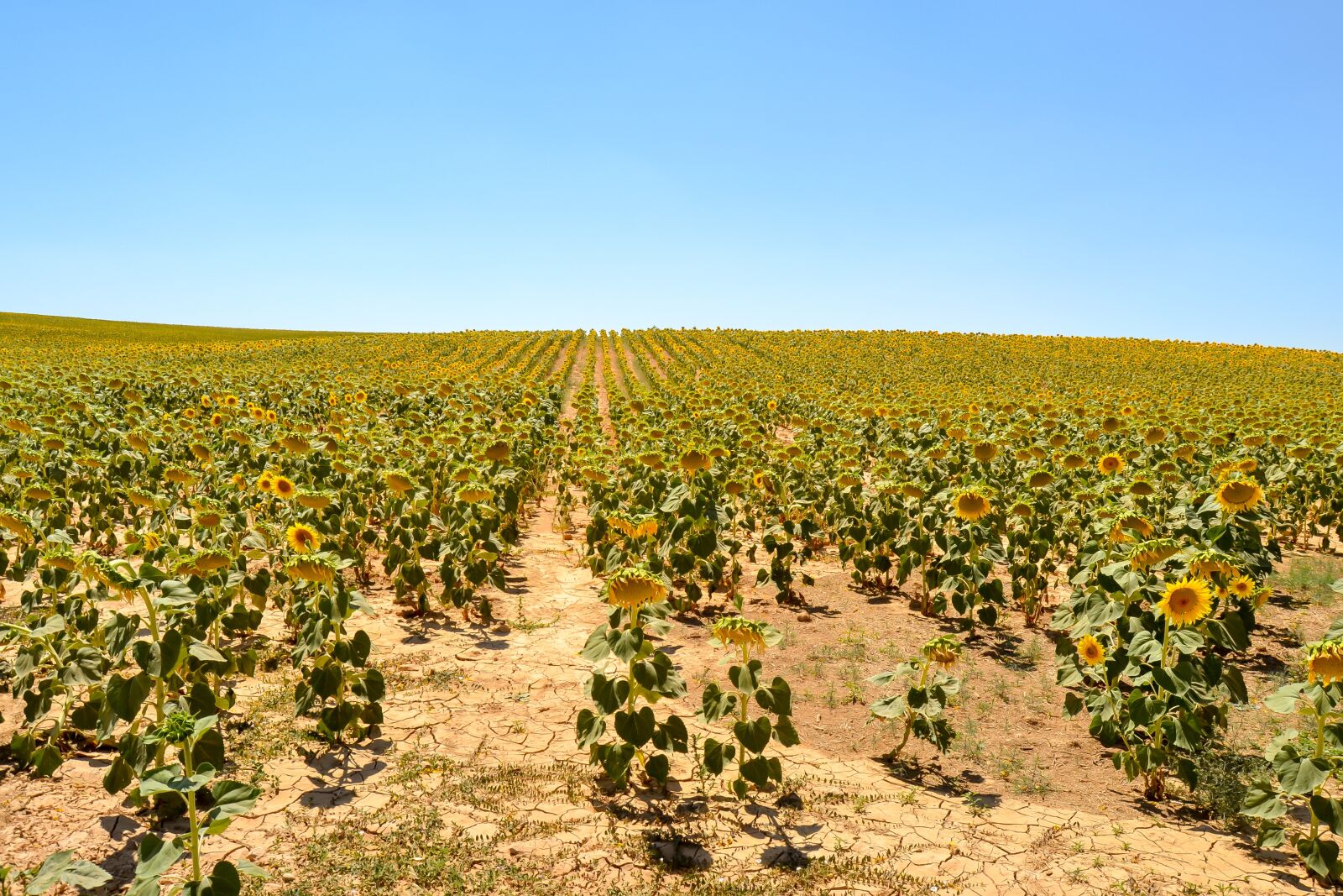 Nikon D3100 sample photo. Spain, sunflowers, nature photography