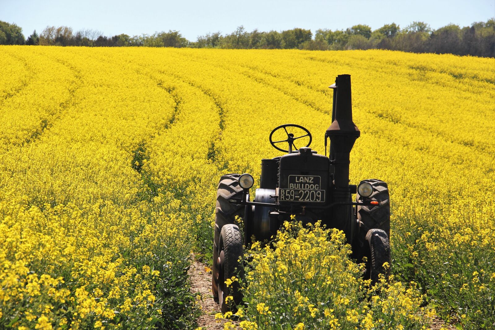 Canon EOS 550D (EOS Rebel T2i / EOS Kiss X4) sample photo. Field of rapeseeds, tractors photography