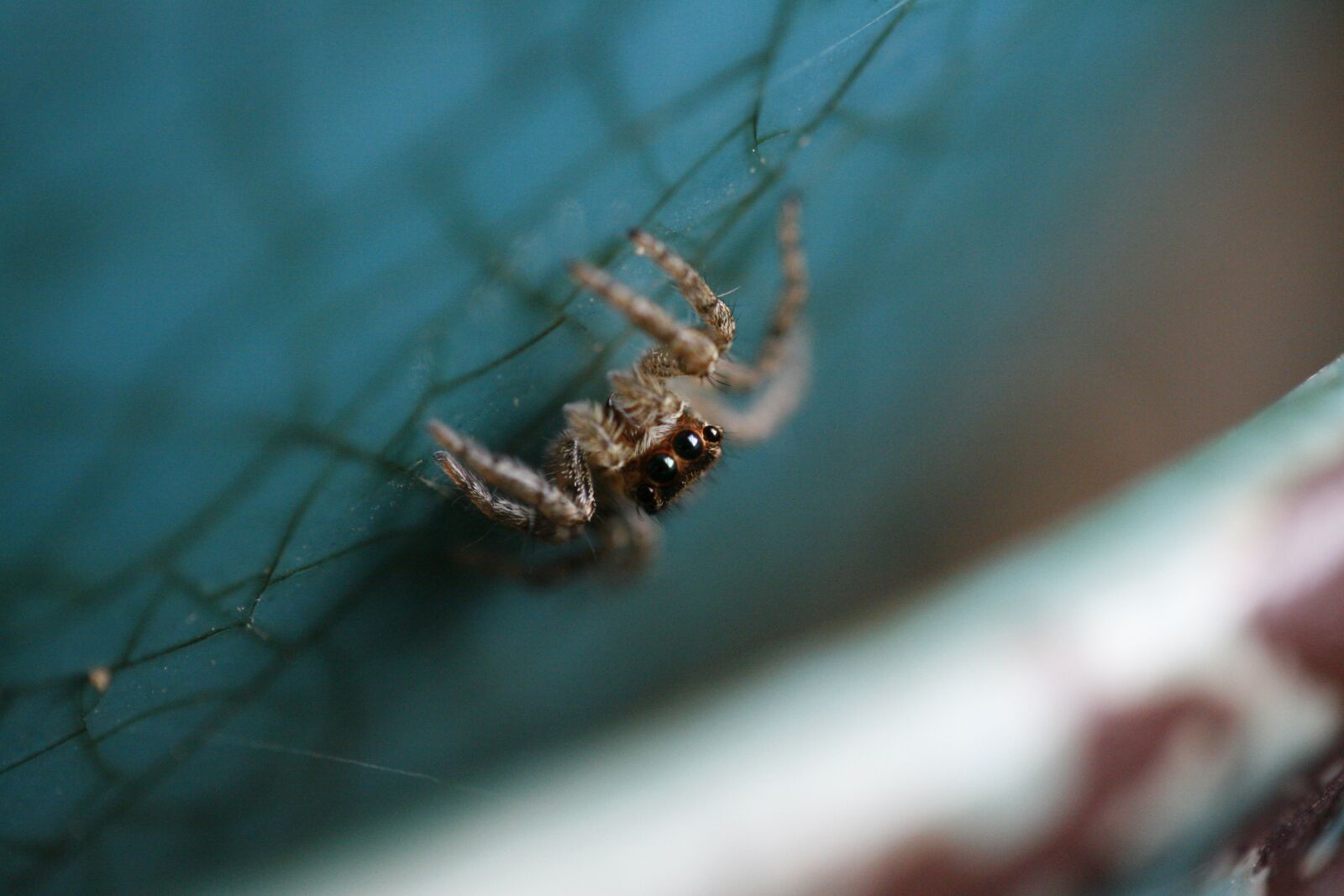 Canon EOS 30D sample photo. Jumping spider, spider, bug photography