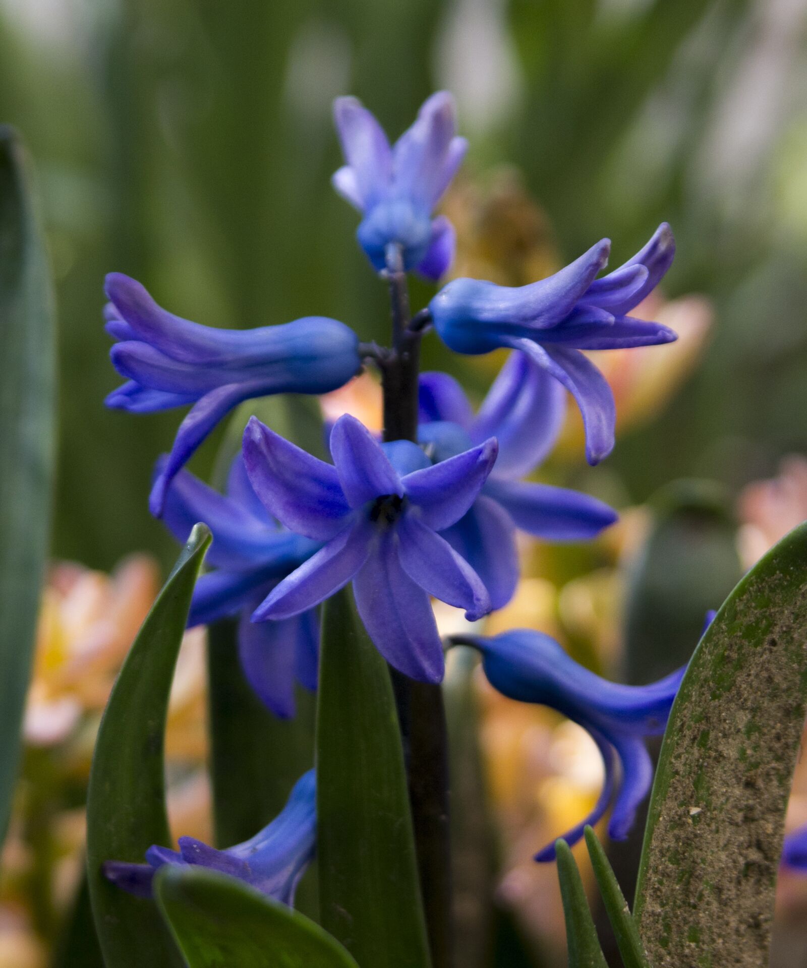 Canon EOS 550D (EOS Rebel T2i / EOS Kiss X4) sample photo. Hyacinth, spring, garden photography