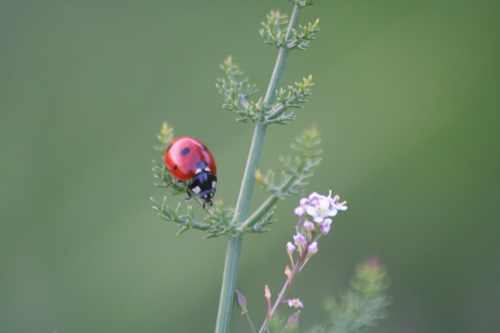 Canon EOS 350D (EOS Digital Rebel XT / EOS Kiss Digital N) sample photo. Ladybug, nature, plant photography