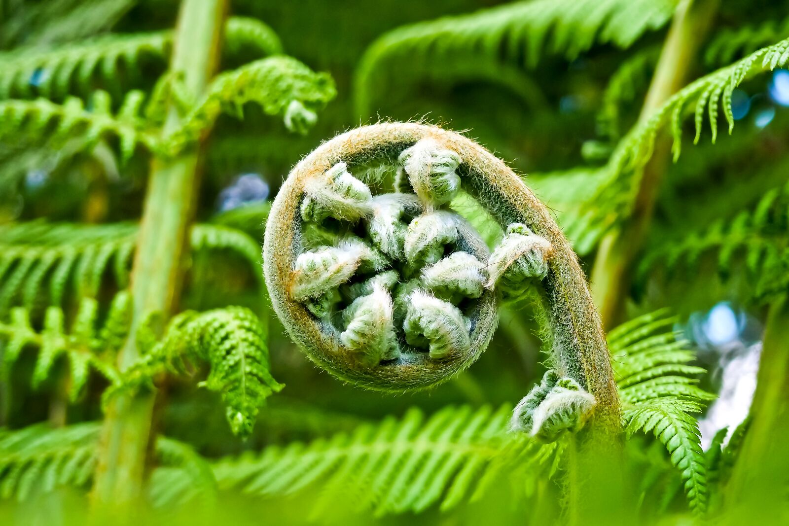Olympus OM-D E-M10 sample photo. Palm fern, fern, flora photography