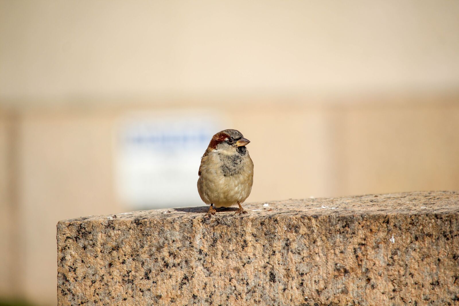 Canon EOS 700D (EOS Rebel T5i / EOS Kiss X7i) sample photo. Bird, nature, little photography