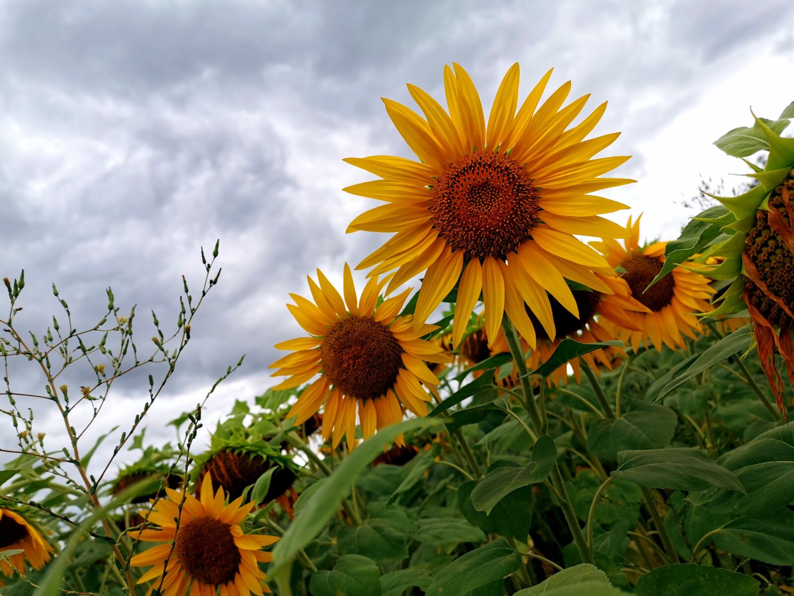 HUAWEI P30 sample photo. Sunflower, nature, stormy photography