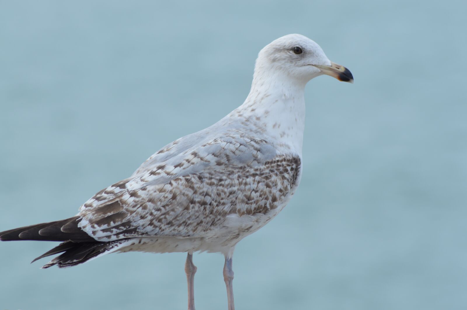 Nikon D3200 sample photo. Seagull, sea, bird photography