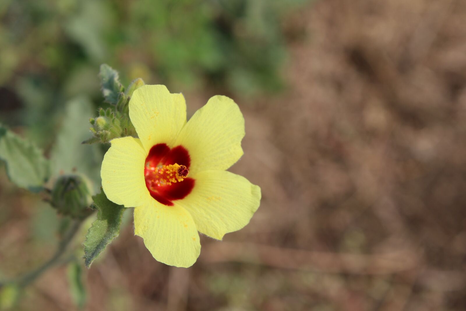 Canon EOS 1300D (EOS Rebel T6 / EOS Kiss X80) sample photo. Flower, nature, flora photography