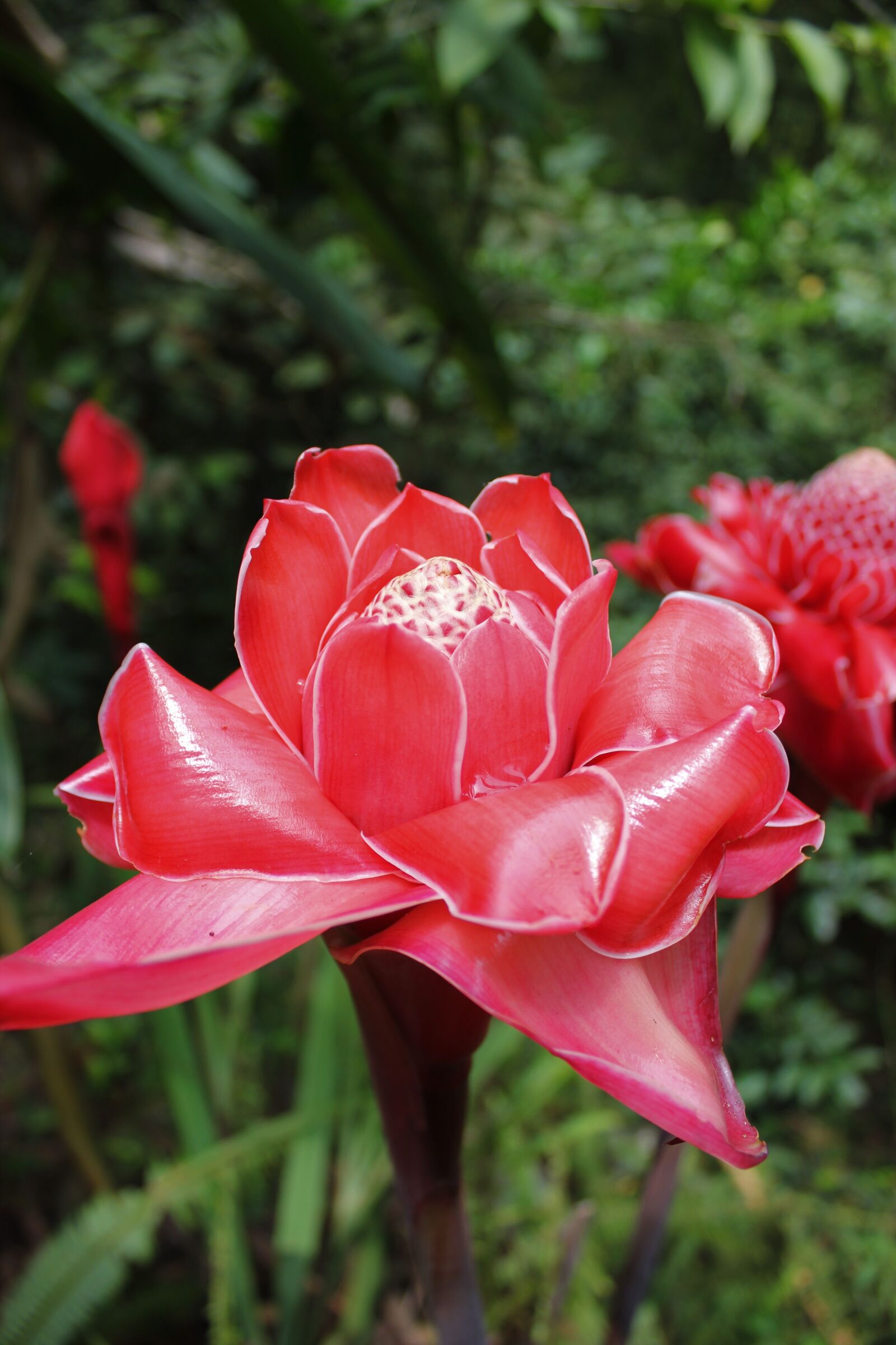 Canon EOS 550D (EOS Rebel T2i / EOS Kiss X4) sample photo. Torch ginger, porcelain rose photography
