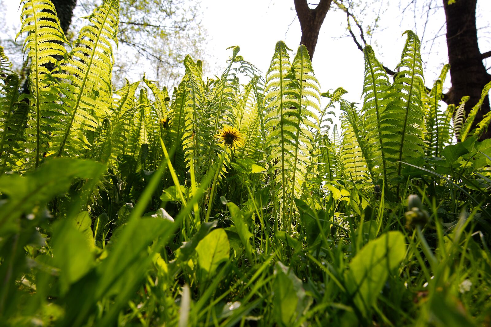 Canon EOS 6D sample photo. Plant, leaf, nature photography