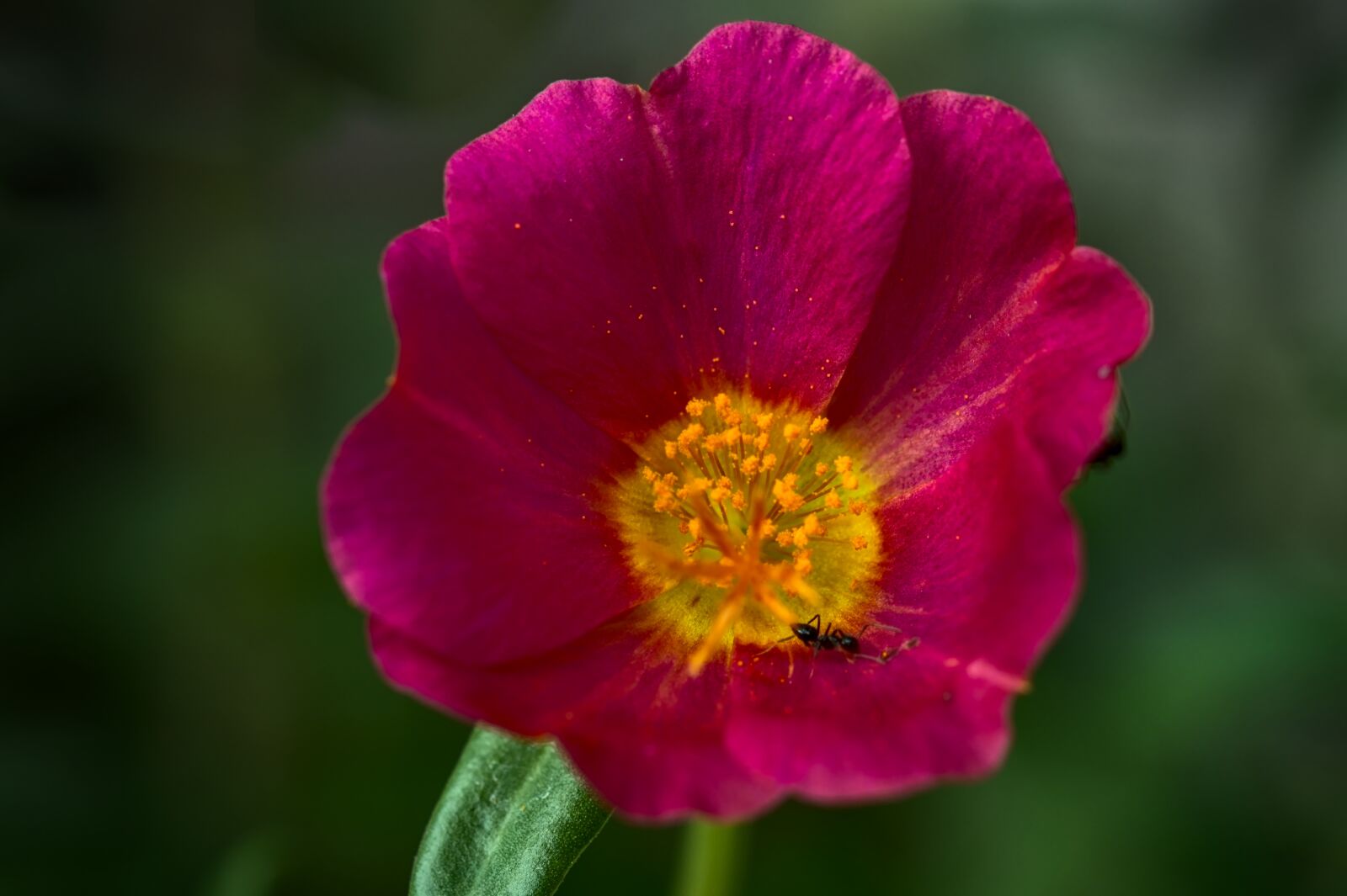 Nikon D500 sample photo. Portulaca, maroon petals, yellow photography