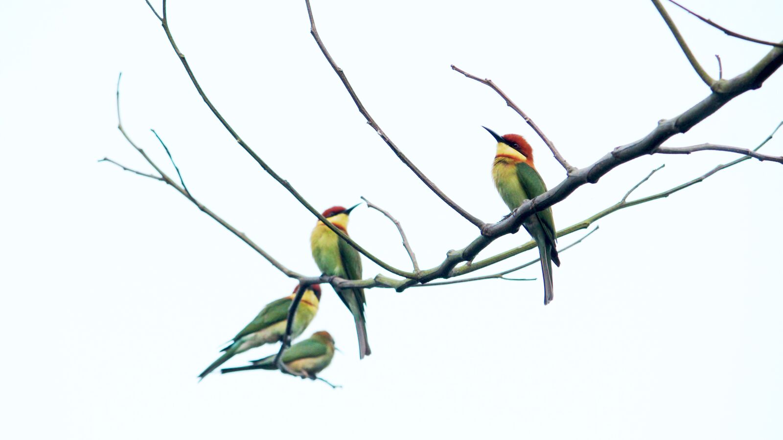 Canon EOS 1300D (EOS Rebel T6 / EOS Kiss X80) sample photo. India, kerala, bird photography