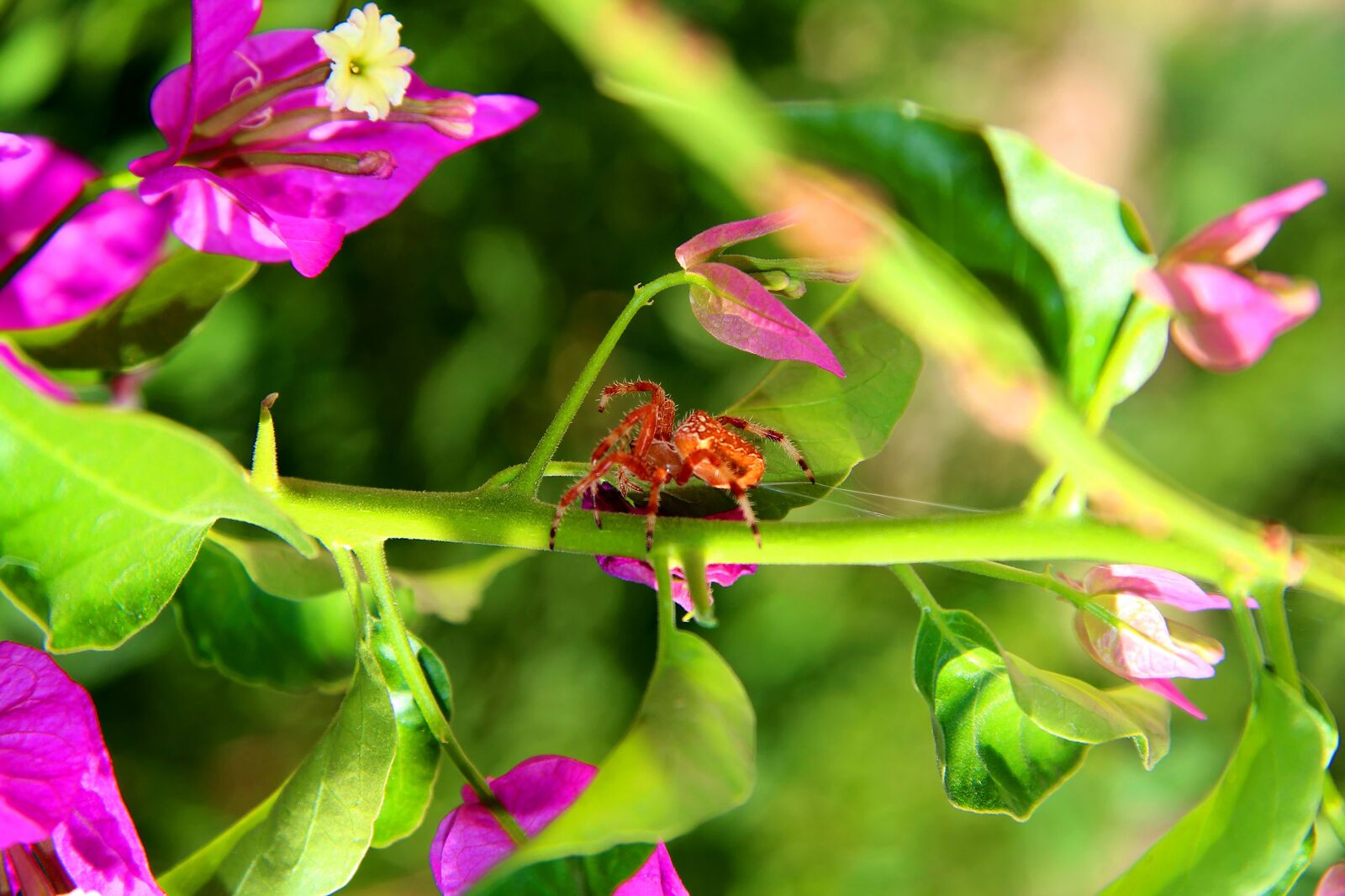 Canon EF-S 17-85mm F4-5.6 IS USM sample photo. Nature, spider, net photography