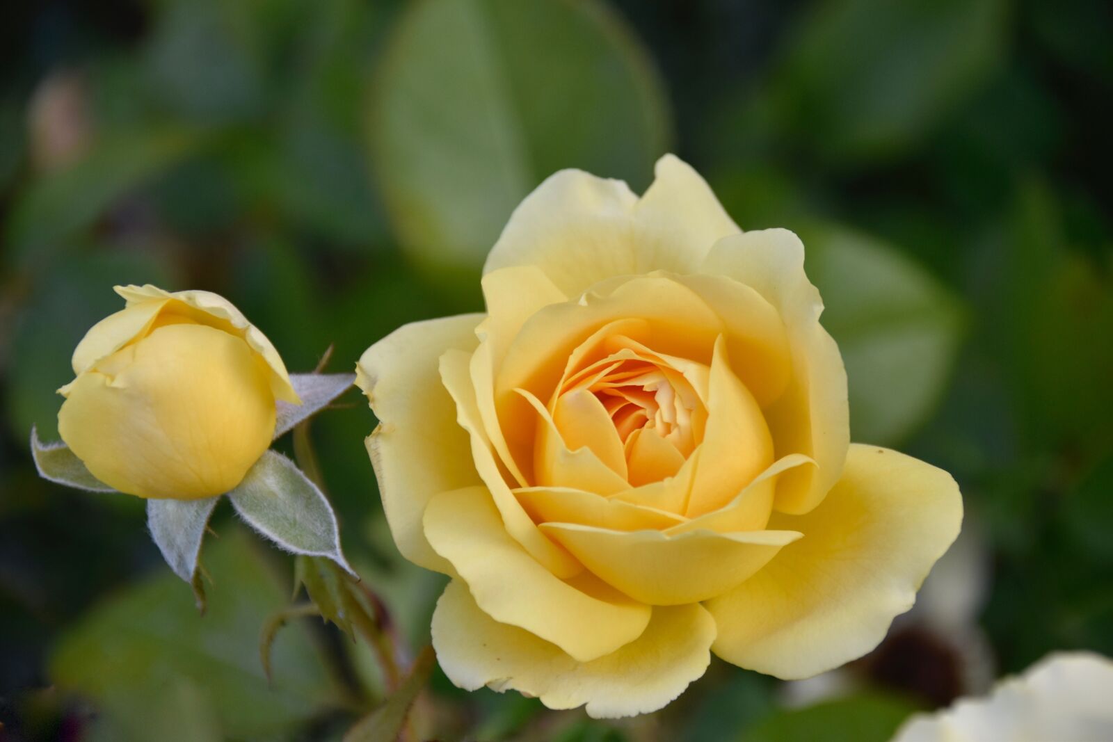 Nikon D5600 sample photo. Pink, rose bud, pink photography