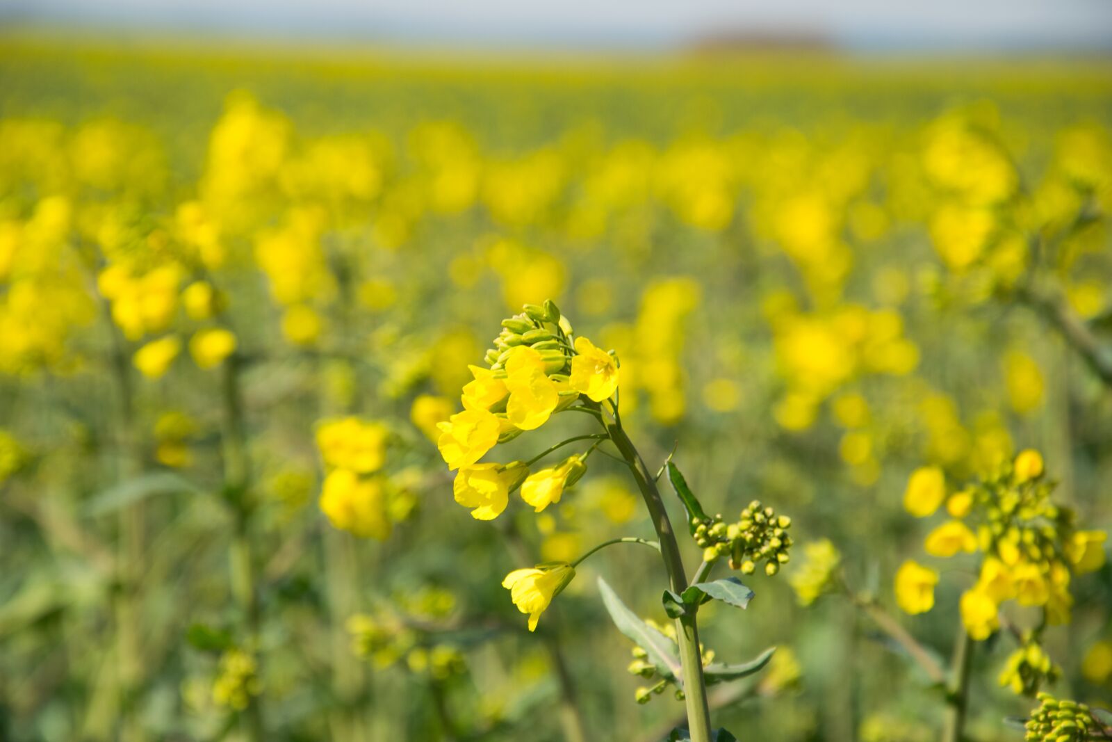 Nikon D3300 sample photo. Oilseed rape, field of photography