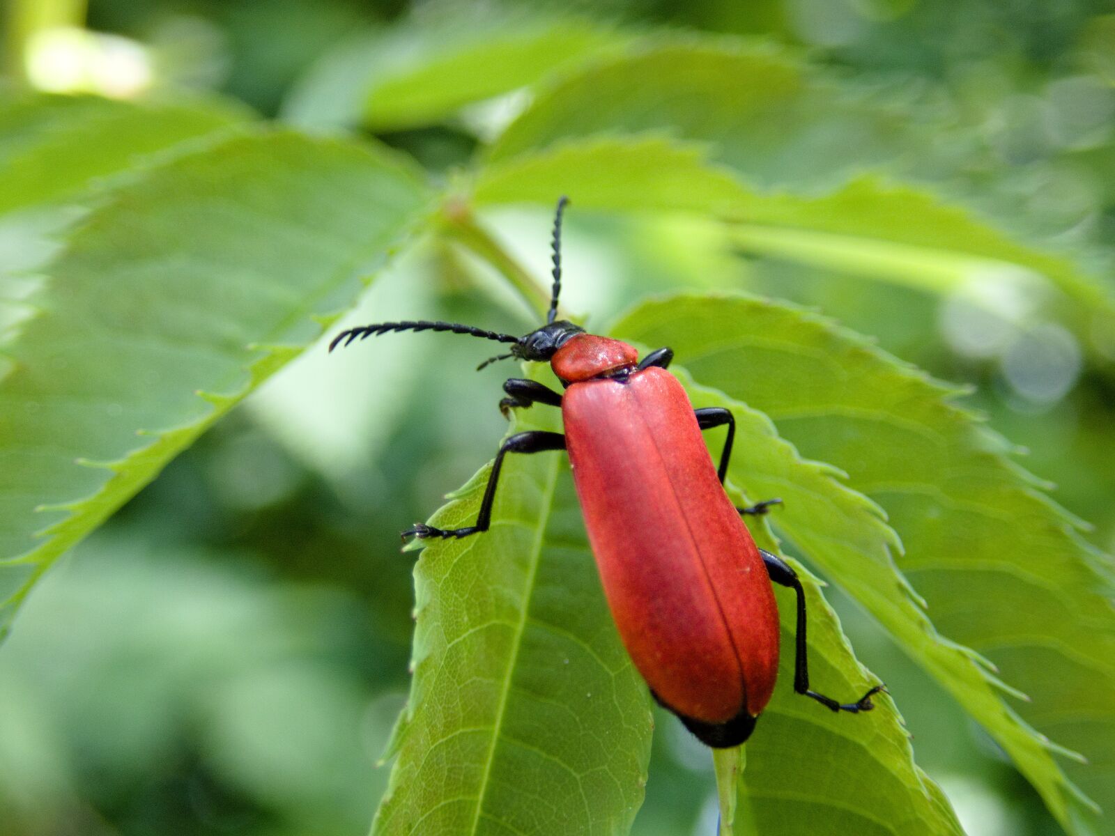 Olympus TG-5 sample photo. Beetle, scarlet fire beetle photography