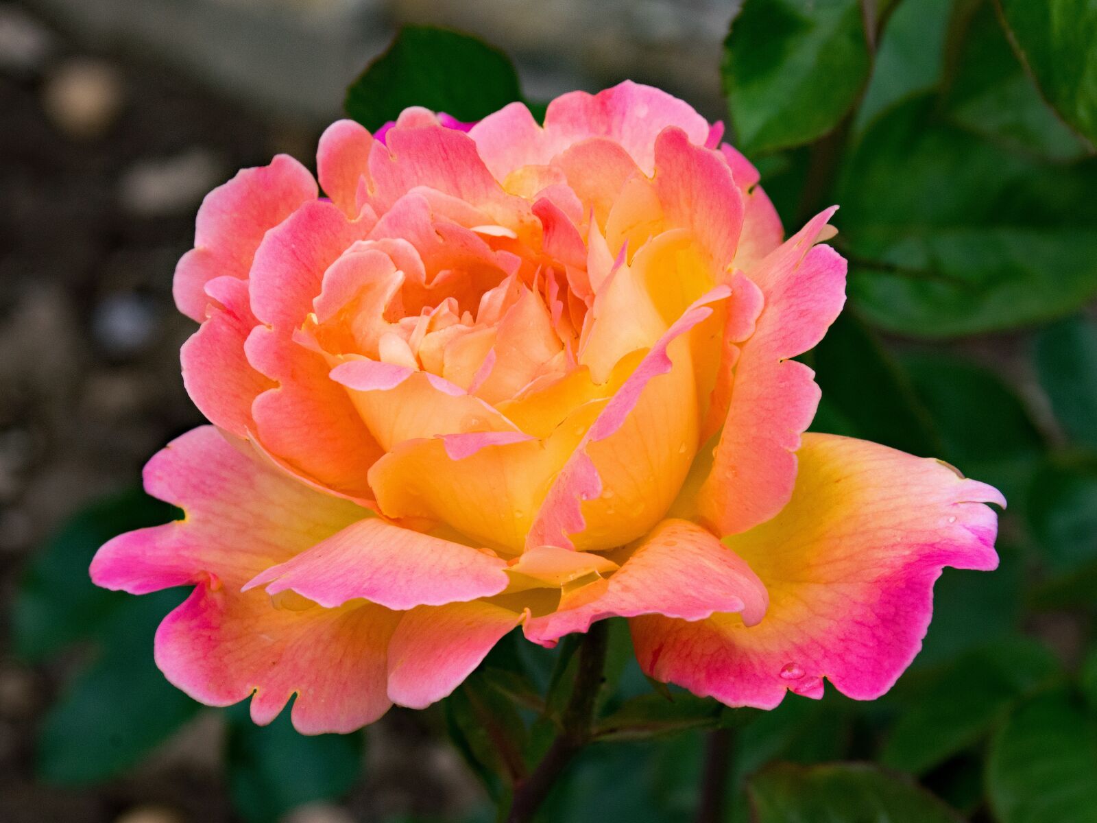Nikon D5300 sample photo. Rose, hybrid of tea photography