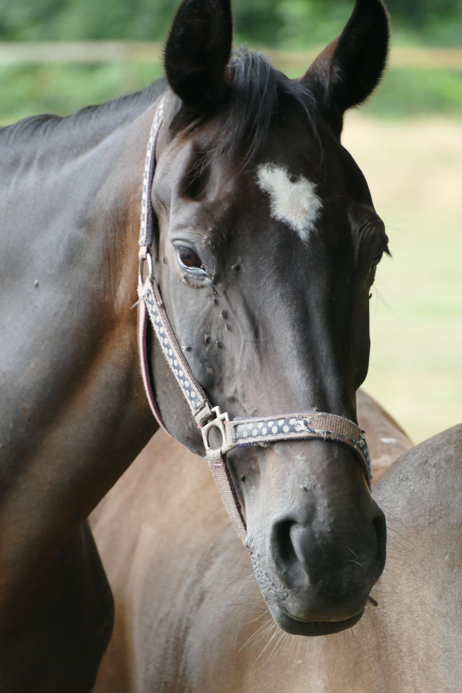 Panasonic Lumix DMC-FZ1000 sample photo. Horse head, horse, pallor photography
