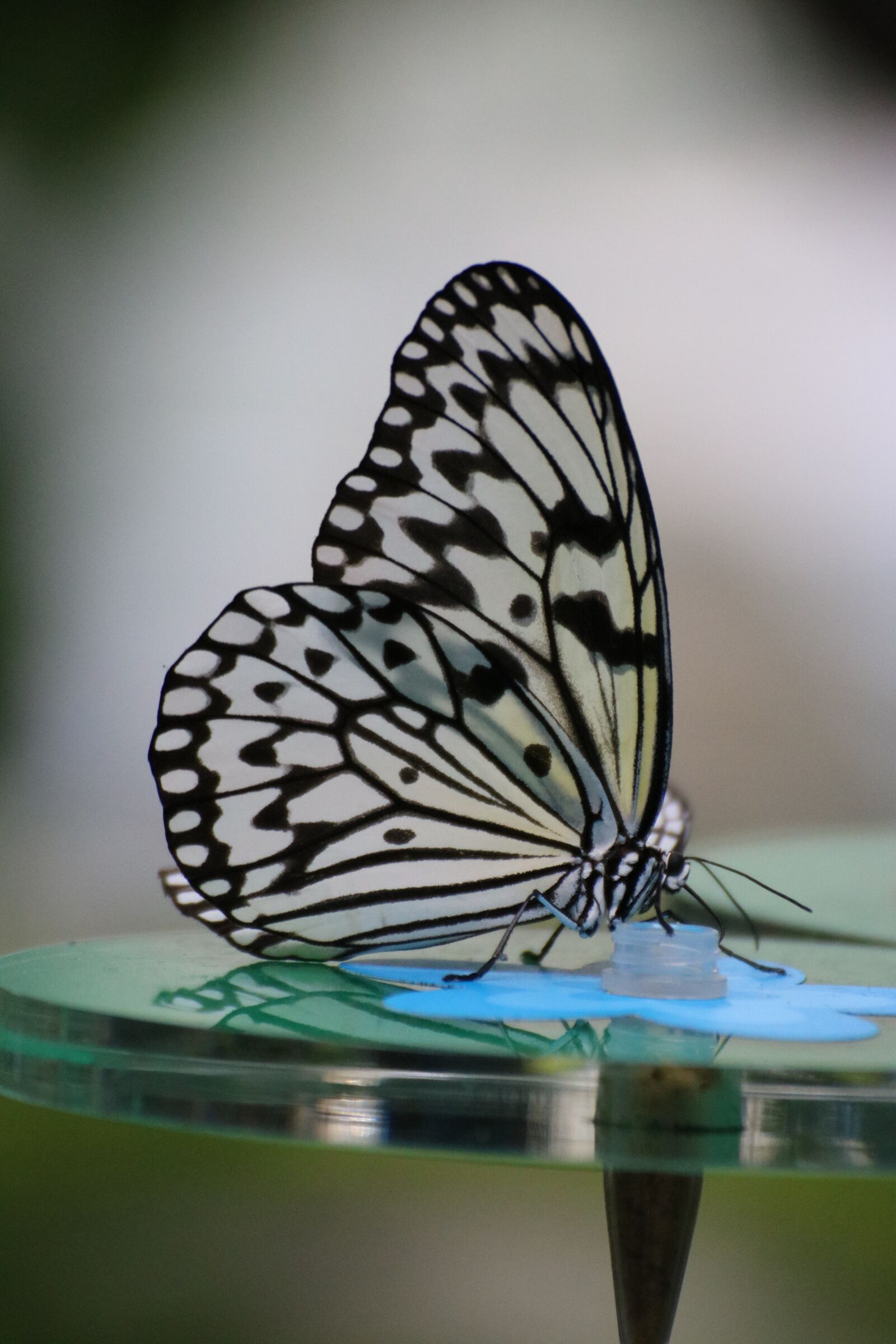 Canon EOS 750D (EOS Rebel T6i / EOS Kiss X8i) sample photo. Butterfly, close up, bug photography
