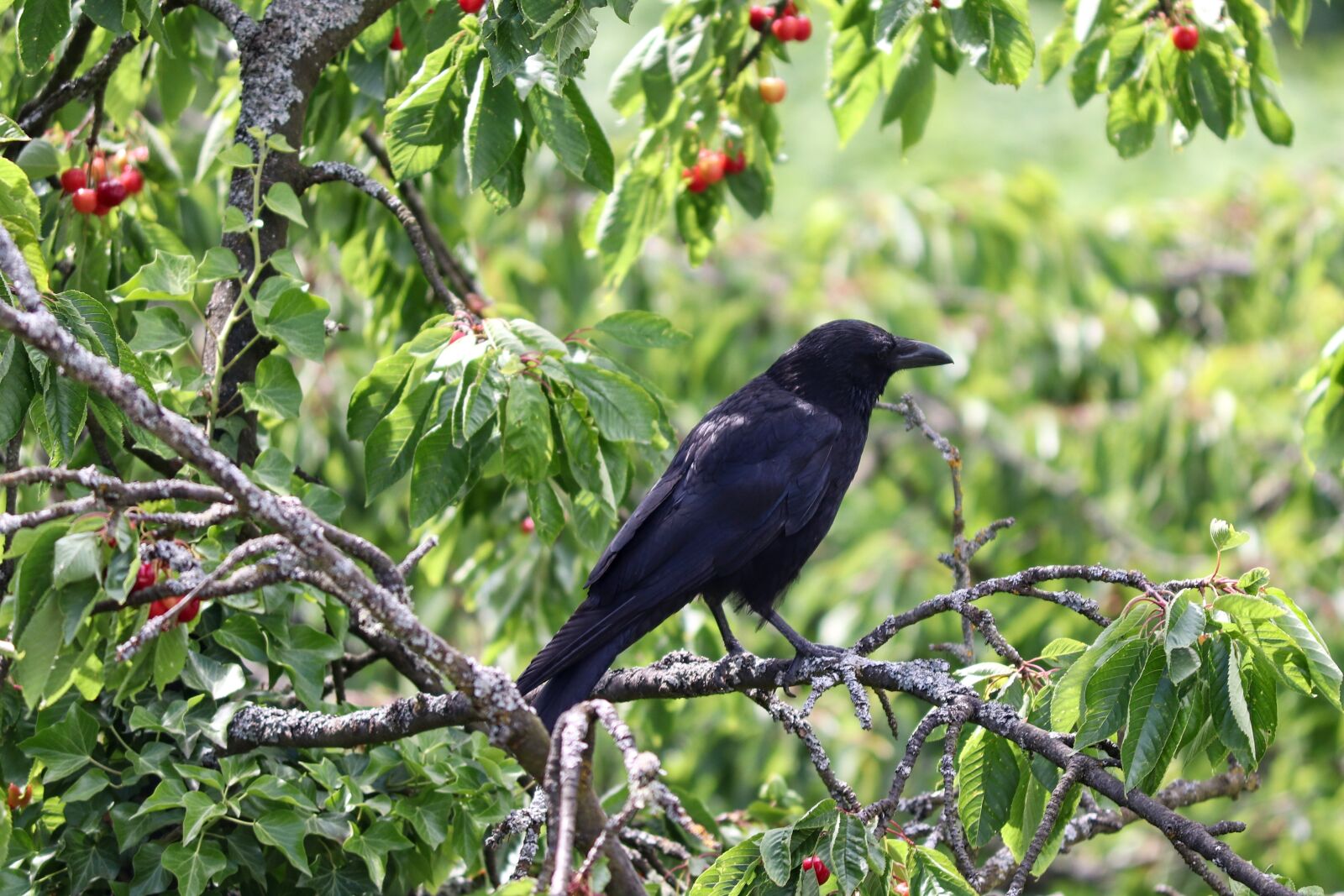 Canon EOS 200D (EOS Rebel SL2 / EOS Kiss X9) sample photo. Crow, crows bird, cherry photography
