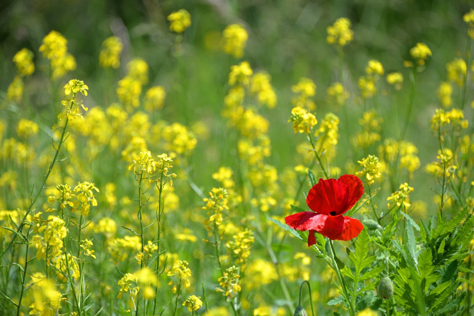 Nikon D610 sample photo. Poppy, only, isolated form photography