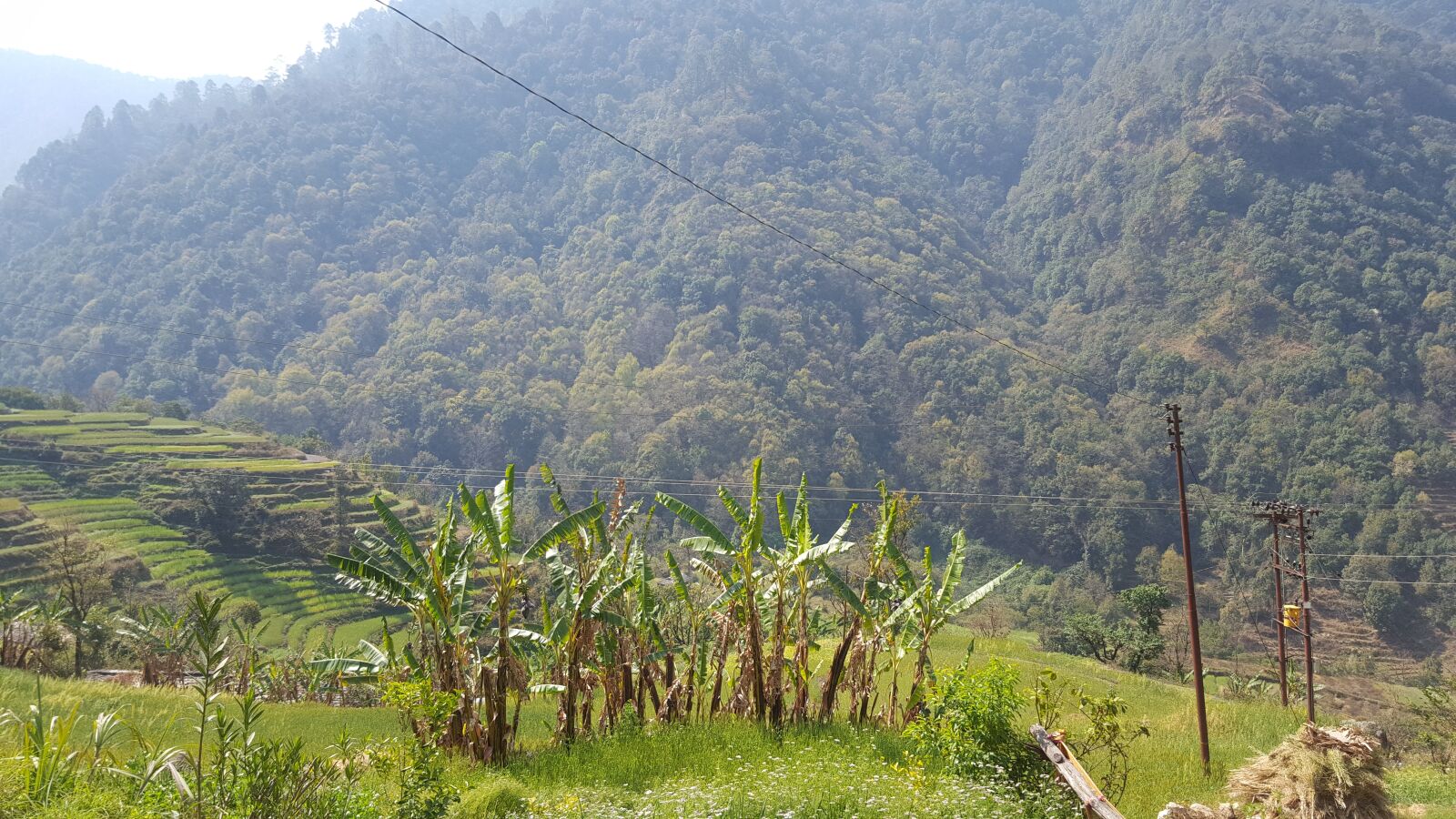 Samsung Galaxy S6 sample photo. Field, banana, nature photography