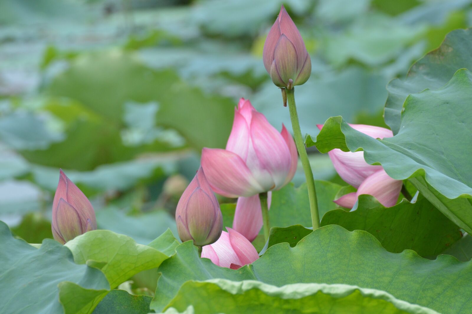 Nikon D3200 sample photo. Chase, lotus, dutch photography