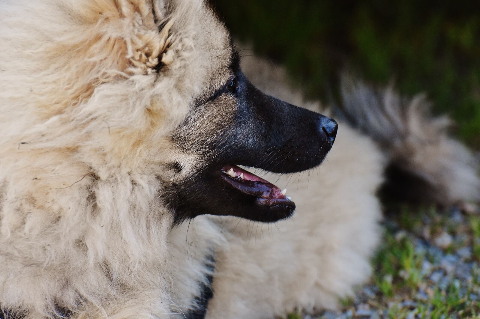Nikon D7200 sample photo. Dog, fur, wuschelig photography