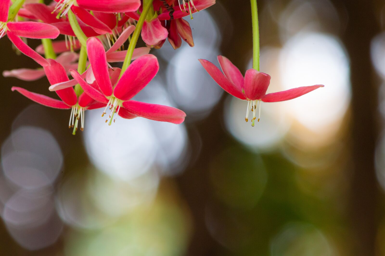 Canon EF-S 55-250mm F4-5.6 IS sample photo. Macro, sunlight, flower garden photography