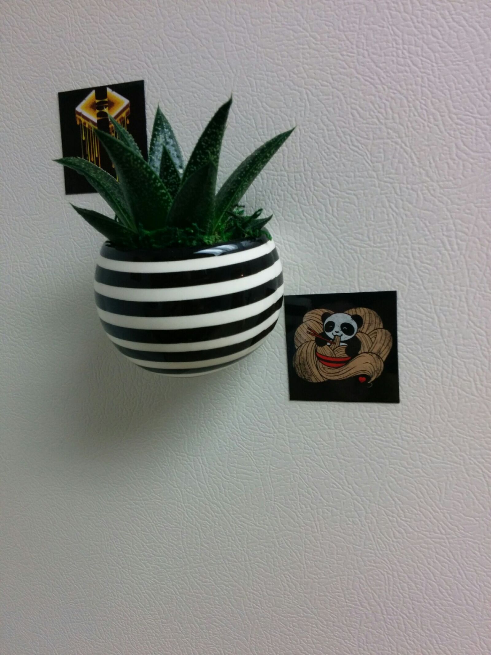 LG Nexus 5 sample photo. Cactus, plant photography