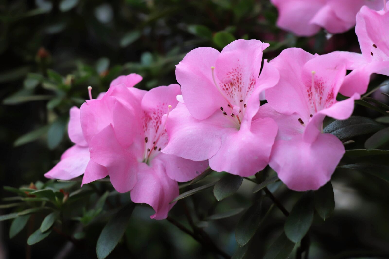 Canon EOS 77D (EOS 9000D / EOS 770D) sample photo. Flowers, pink, garden photography