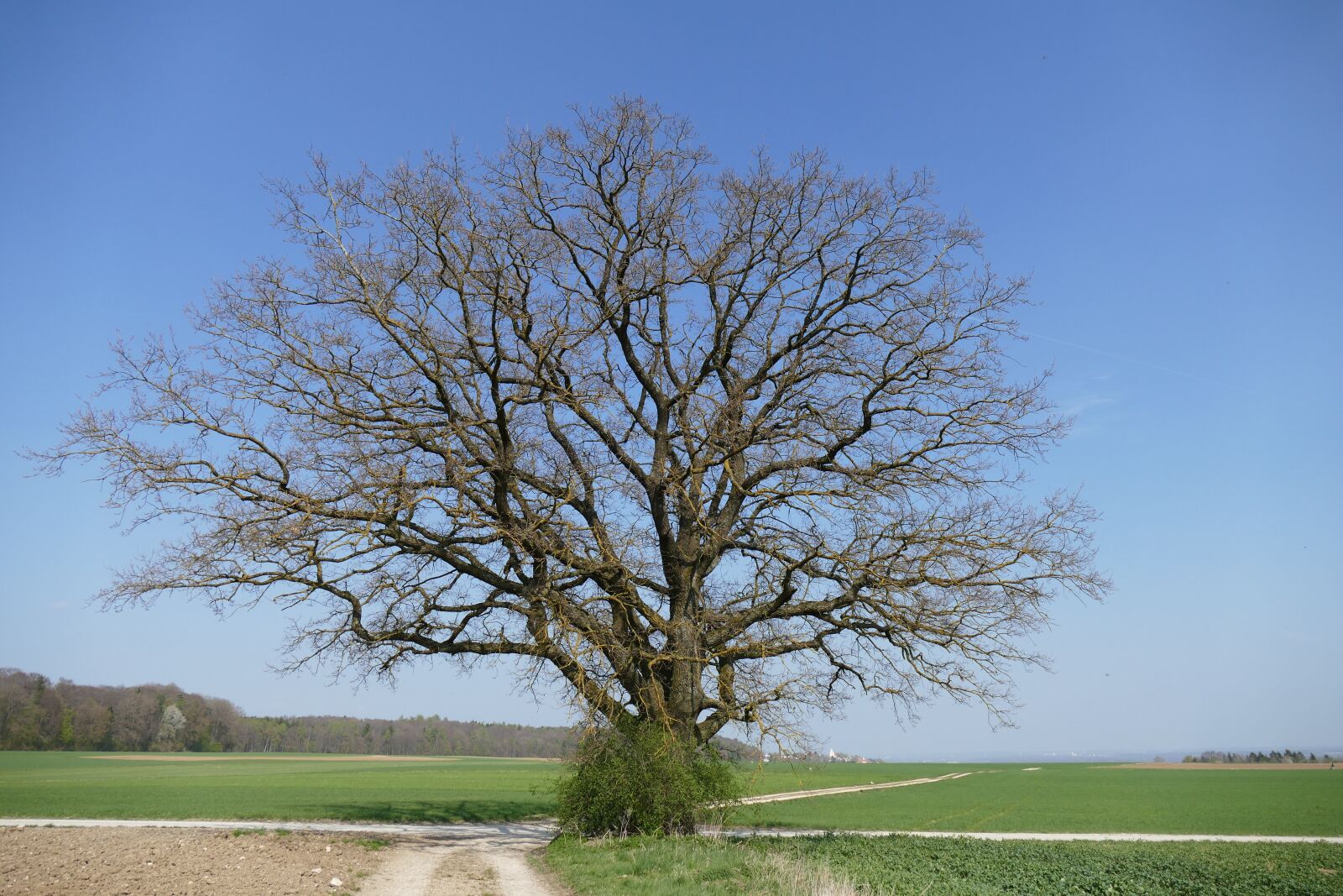 Leica V-Lux (Typ 114) sample photo. Tree, springtime, nature photography