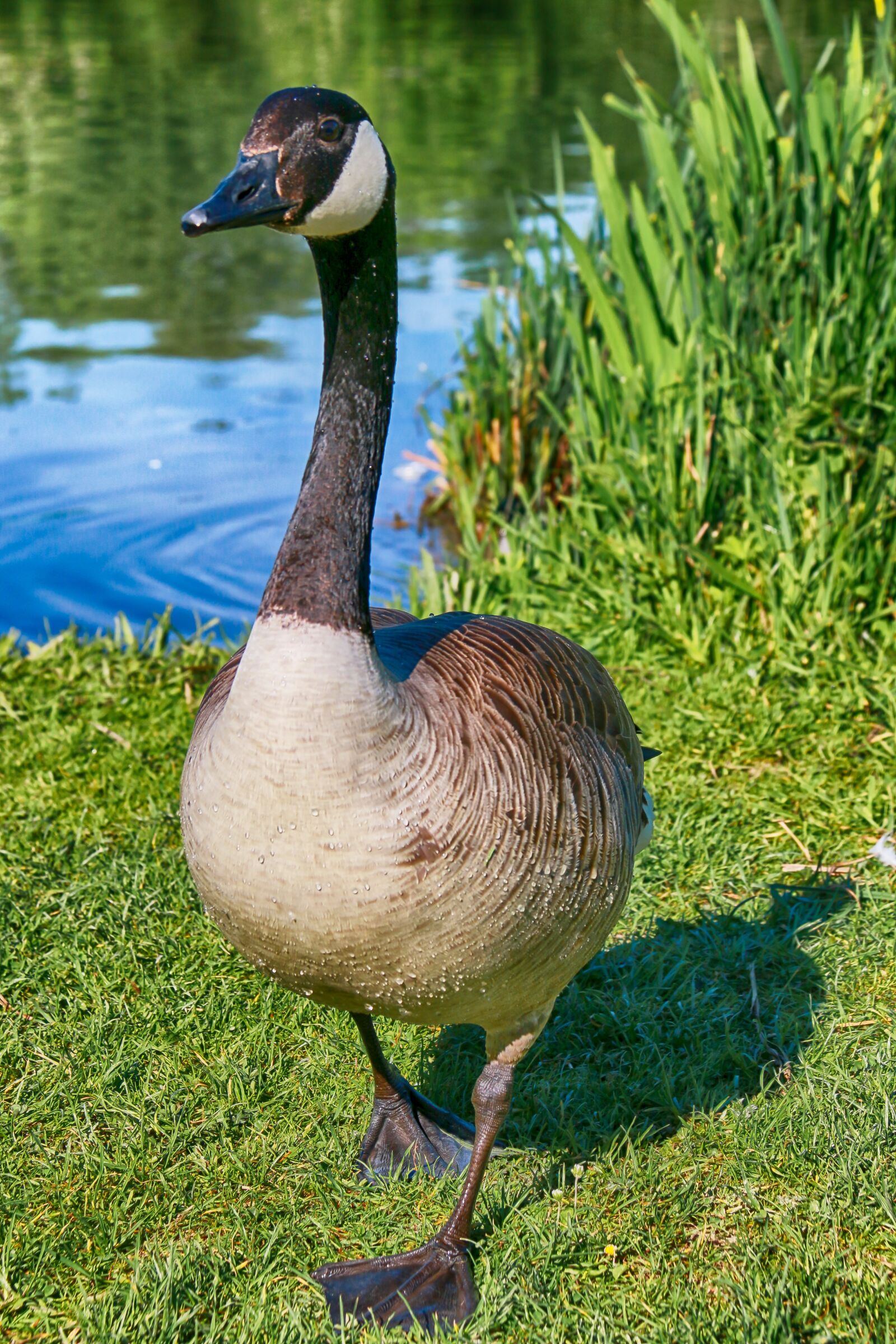 Canon EOS 70D + Canon EF-S 18-200mm F3.5-5.6 IS sample photo. Animals, goose, promenade photography