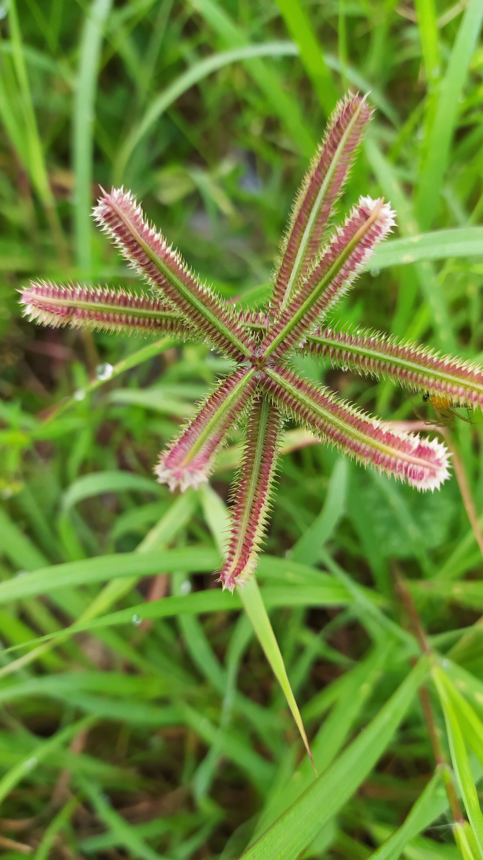 Xiaomi Redmi Note 8 sample photo. Flowers, plant, shoots photography