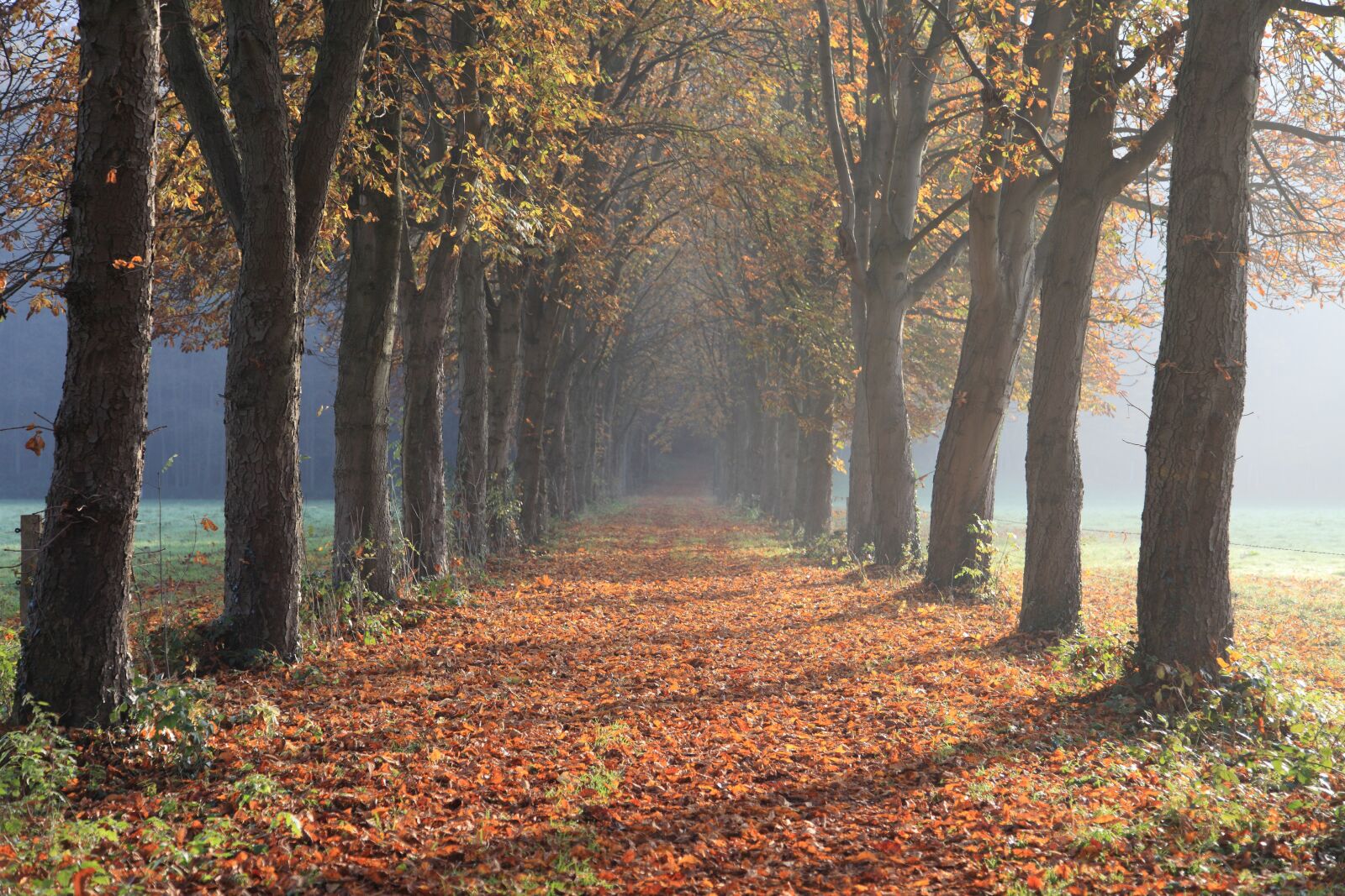 Canon EOS 5D Mark II sample photo. Autumn, avenue, away photography