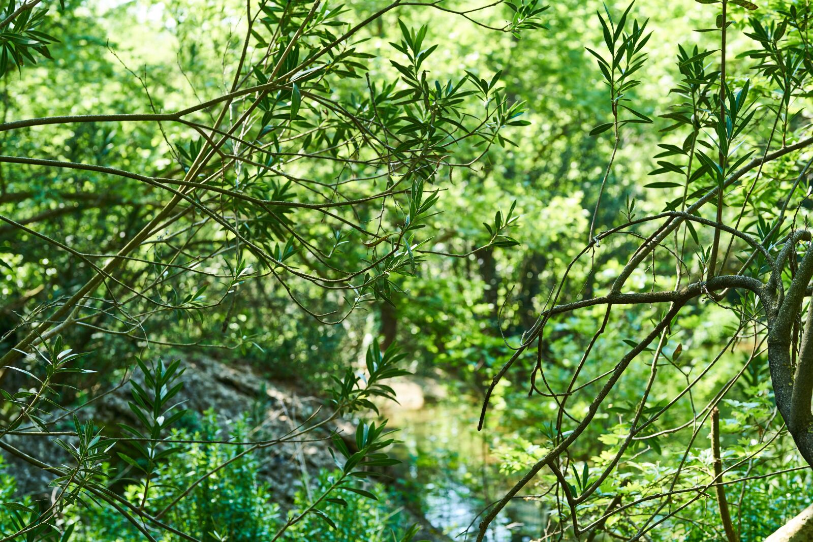 Sigma 85mm F1.4 DG HSM Art sample photo. Tree, leaves, current season photography