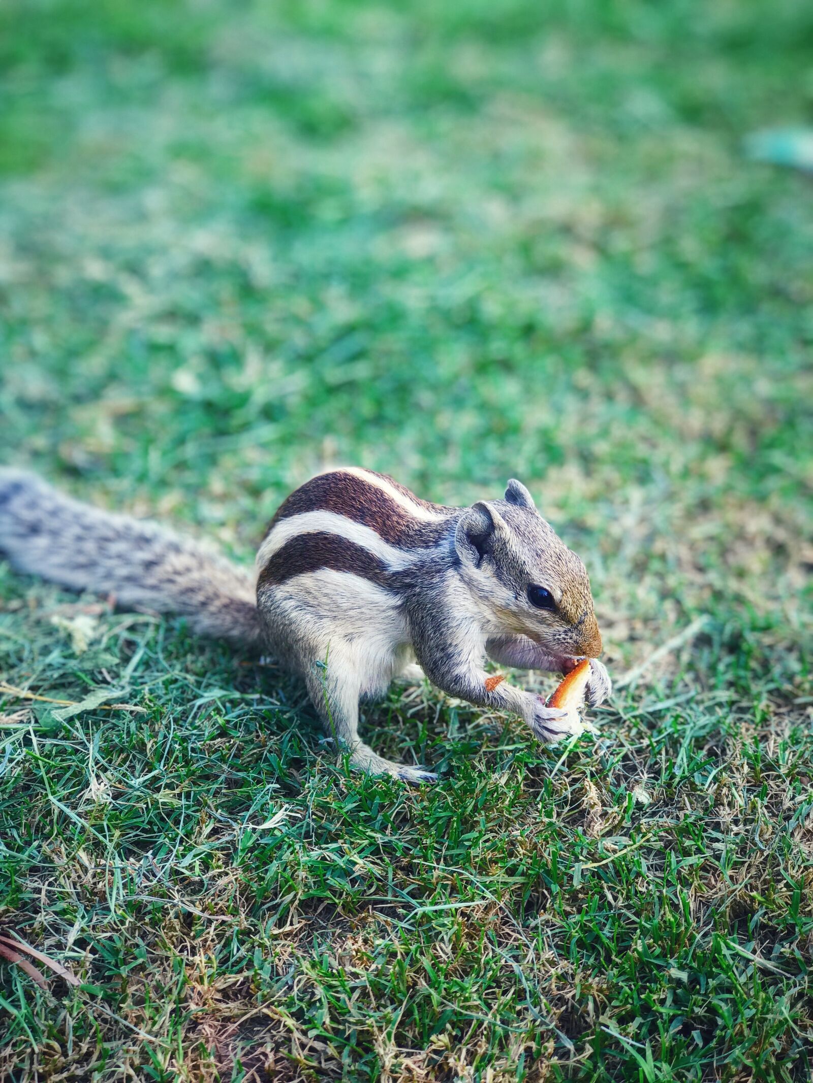 Apple iPhone 7 Plus sample photo. Squirrel, nature, cute photography