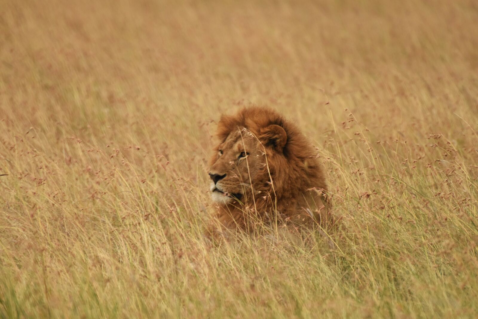 Nikon D810 sample photo. Lion, wildlife, art photography