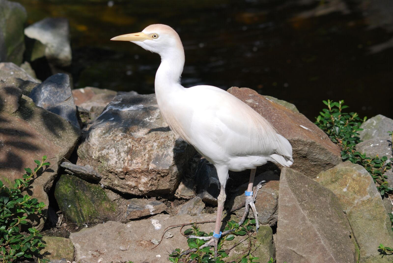 Nikon D40X sample photo. Bird, animal, zoo photography