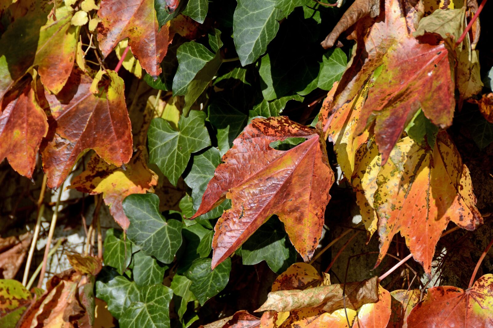 Nikon D7100 sample photo. Wine partner, ivy, autumn photography