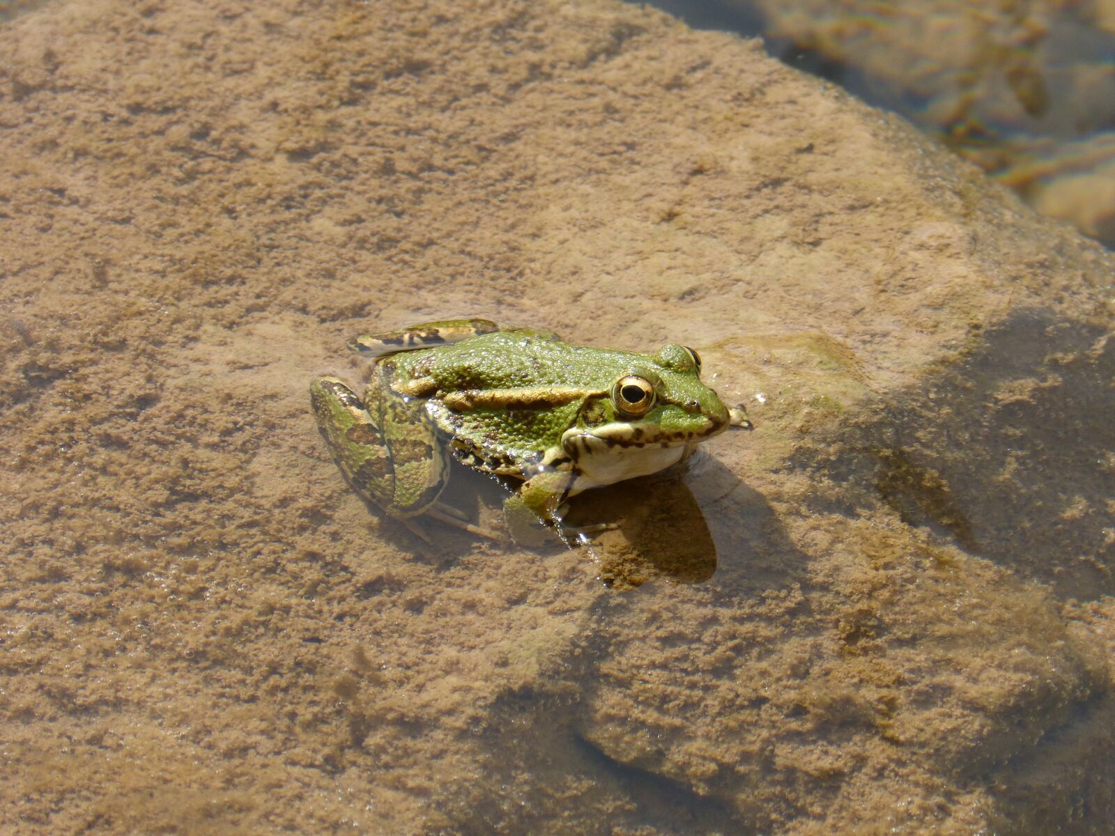 Panasonic DMC-FZ62 sample photo. Frog, batrachian, green frog photography