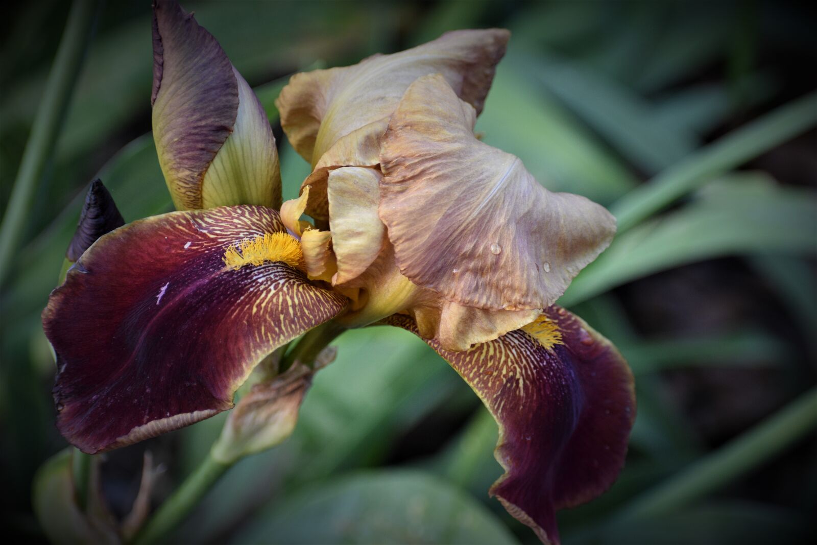 Nikon D5600 sample photo. Flower, nature, iris photography