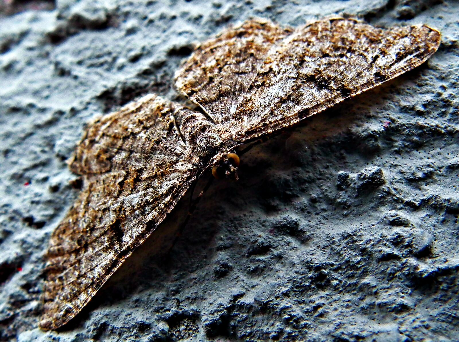 FujiFilm FinePix HS10 (FinePix HS11) sample photo. Butterfly, insect, nature photography