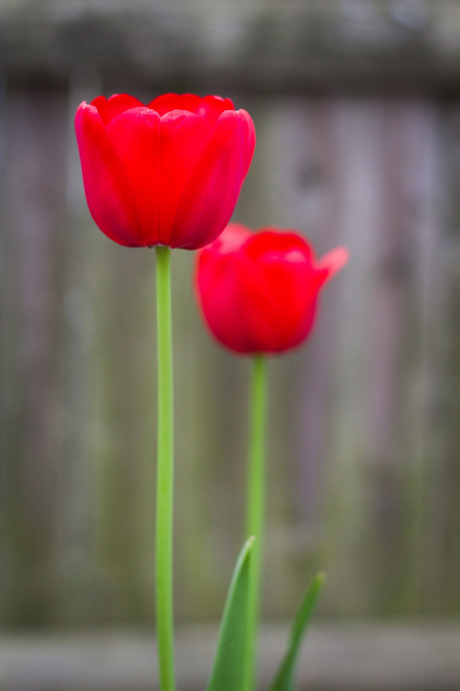 Canon EOS 1200D (EOS Rebel T5 / EOS Kiss X70 / EOS Hi) sample photo. Tulips, red, green photography