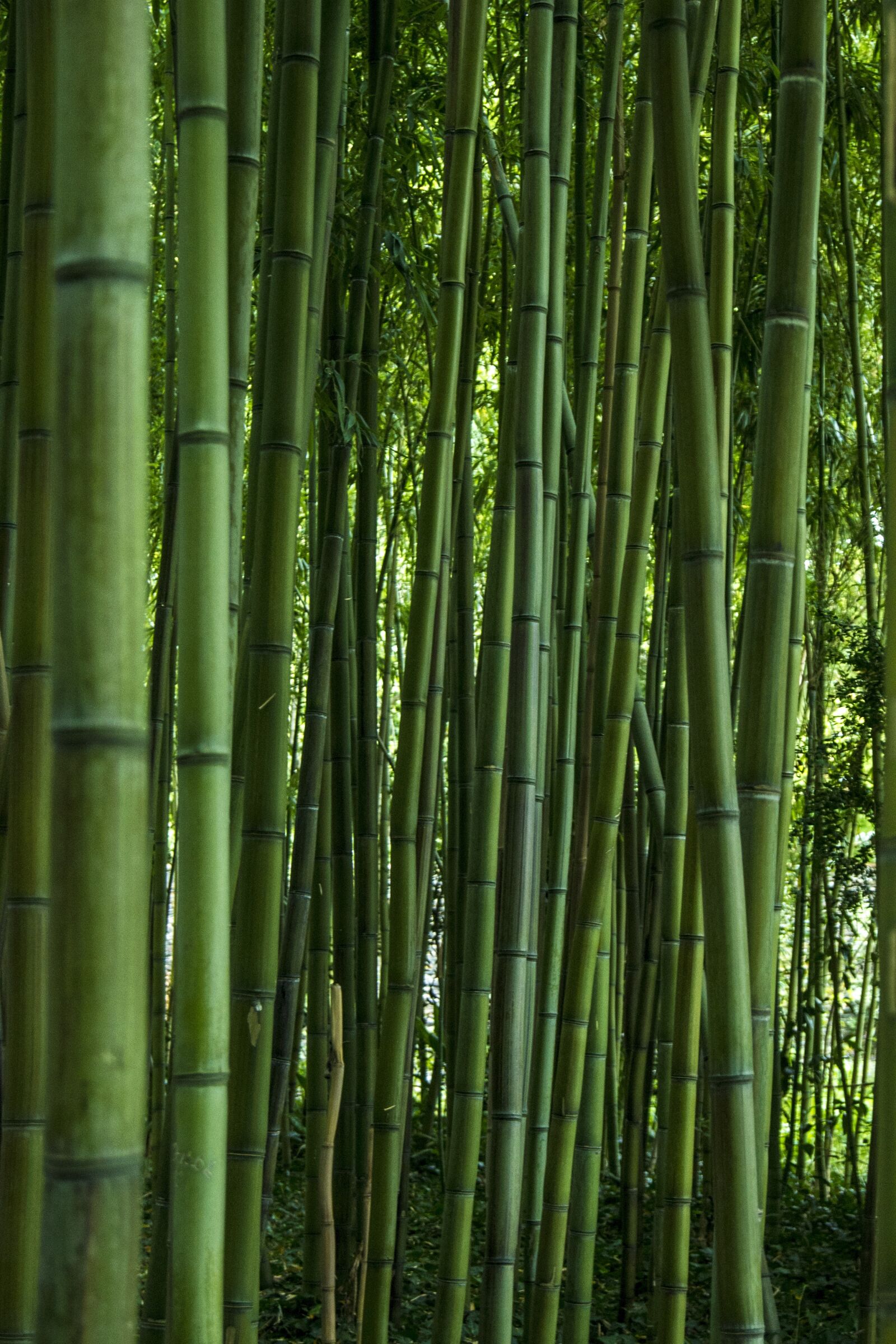 Sony Alpha DSLR-A500 + Sony DT 18-55mm F3.5-5.6 SAM sample photo. Bamboo, leaf, nature photography