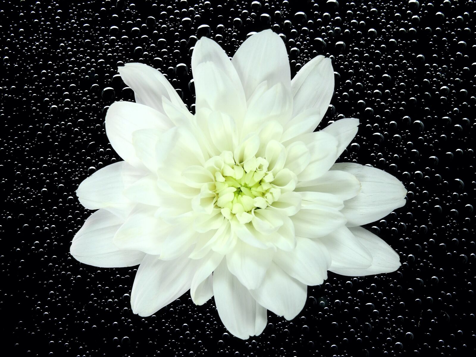 Nikon Coolpix P900 sample photo. Flower, blossom, bloom photography