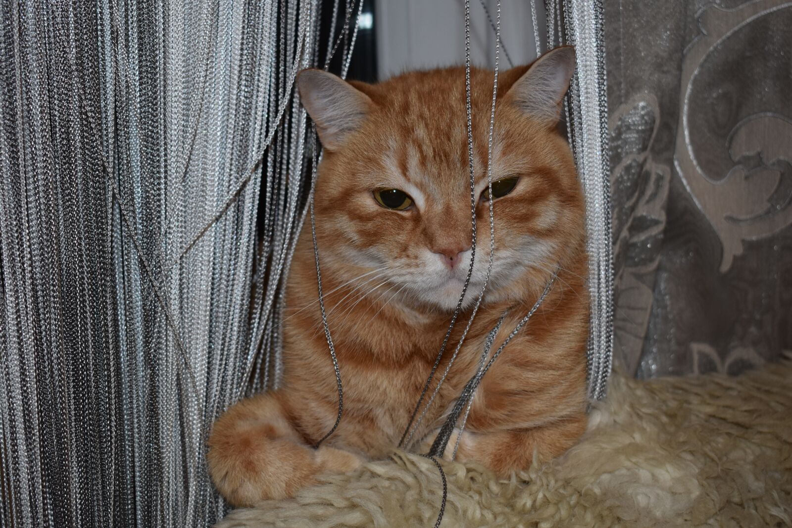 Nikon D3400 sample photo. Cat, redhead, sitting photography