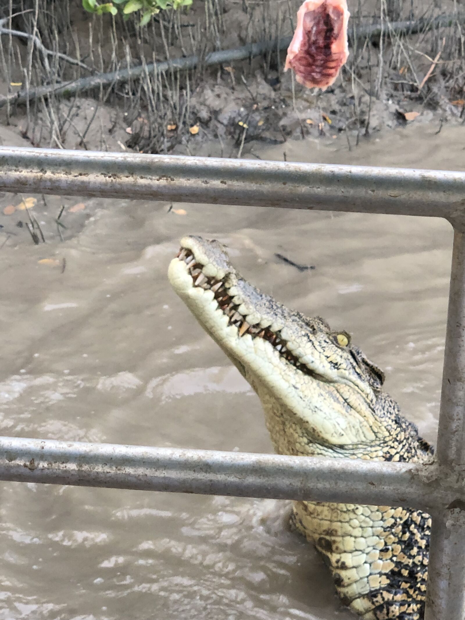 iPhone X back dual camera 6mm f/2.4 sample photo. Crocodile, darwin crocodile, australian photography