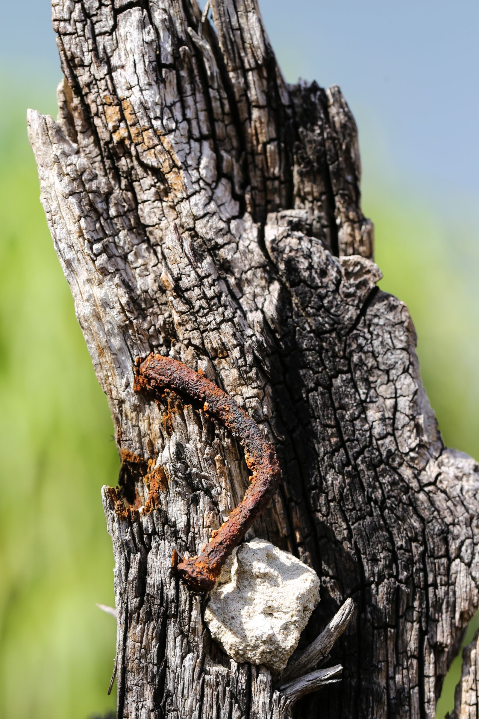 Canon EF 100mm F2.8L Macro IS USM sample photo. Nail, rust, wood photography