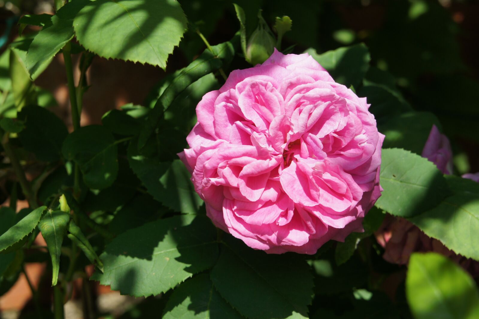 Sony Alpha NEX-3 + Sony E 18-55mm F3.5-5.6 OSS sample photo. Pink, garden, spring photography