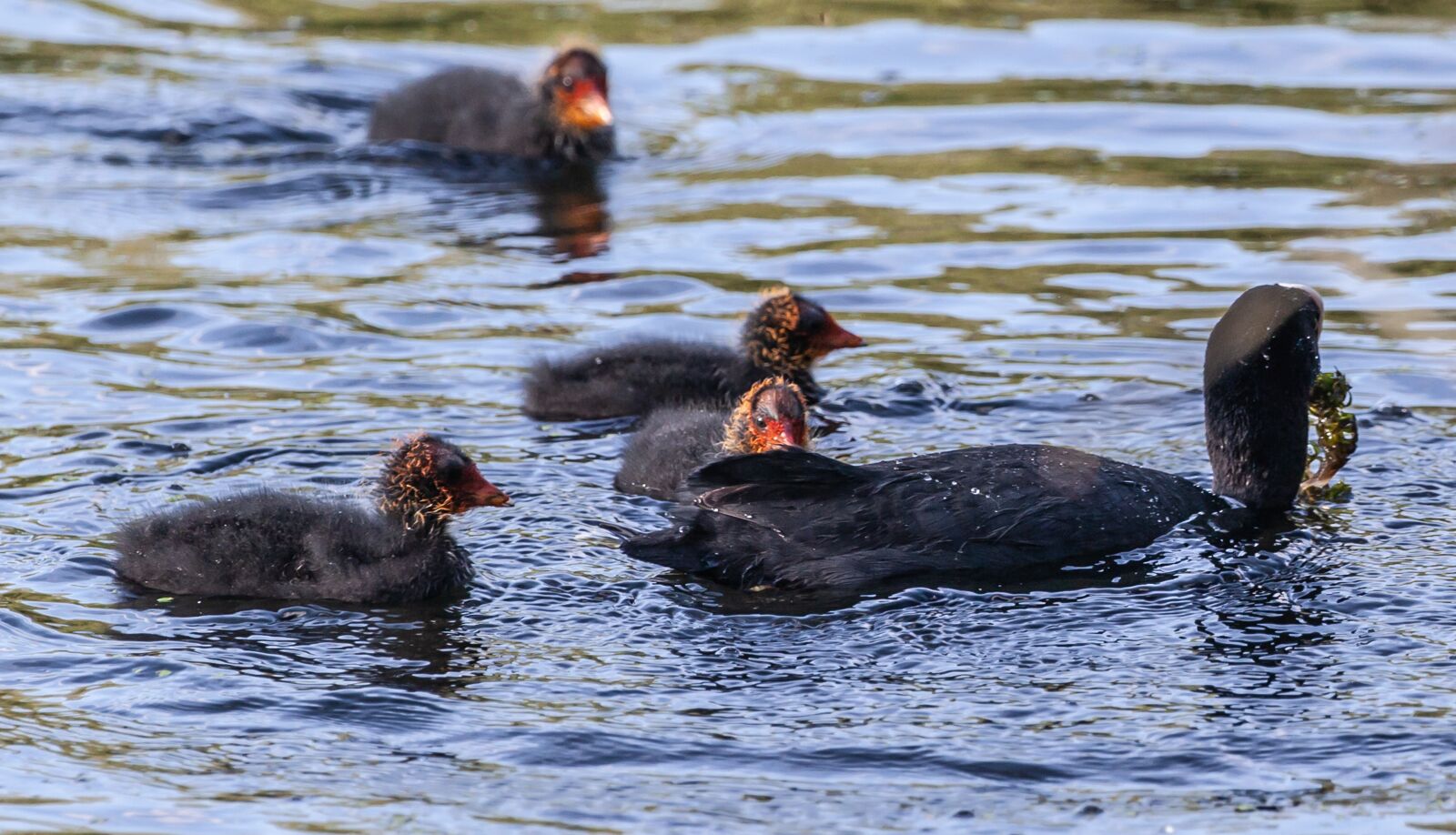 Canon EOS 5D Mark II sample photo. Coot with chicks, coot photography