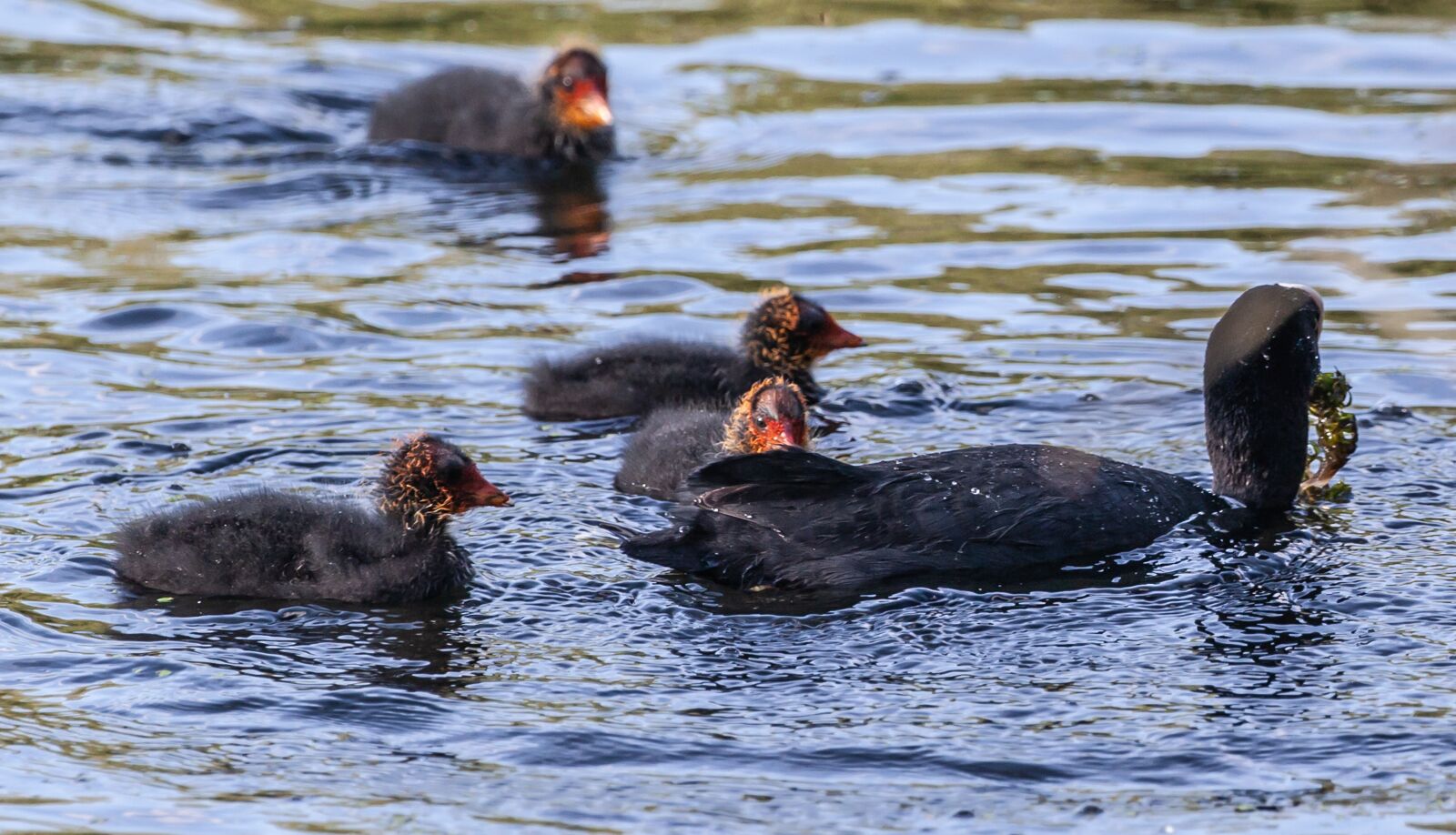 Canon EOS 5D Mark II + Canon EF 100-400mm F4.5-5.6L IS II USM sample photo. Coot with chicks, coot photography